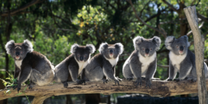 Koalas