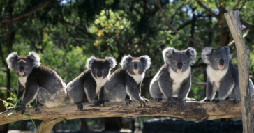 Koalas